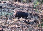 We met Pumbaa on the Falls trail. We called him Mr. Pig.
